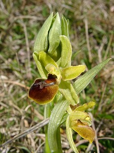 Ophrys araneola sensu auct. plur. (Orchidaceae)  - Ophrys litigieux Pas-de-Calais [France] 05/04/2003 - 90m