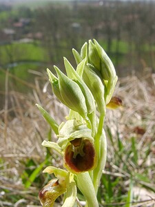 Ophrys araneola sensu auct. plur. (Orchidaceae)  - Ophrys litigieux Pas-de-Calais [France] 05/04/2003 - 90m