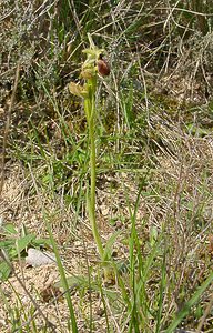 Ophrys aranifera (Orchidaceae)  - Ophrys araignée, Oiseau-coquet - Early Spider-orchid Herault [France] 16/04/2003 - 200m