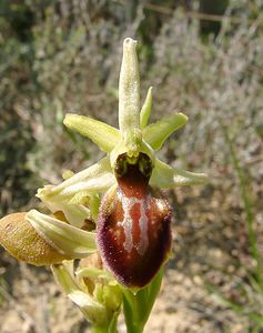 Ophrys aranifera (Orchidaceae)  - Ophrys araignée, Oiseau-coquet - Early Spider-orchid Herault [France] 16/04/2003 - 200m