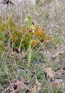 Ophrys aranifera (Orchidaceae)  - Ophrys araignée, Oiseau-coquet - Early Spider-orchid Herault [France] 17/04/2003 - 630m