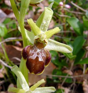 Ophrys aranifera (Orchidaceae)  - Ophrys araignée, Oiseau-coquet - Early Spider-orchid Lozere [France] 24/04/2003 - 460m