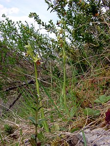 Ophrys aranifera (Orchidaceae)  - Ophrys araignée, Oiseau-coquet - Early Spider-orchid Lozere [France] 24/04/2003 - 460m