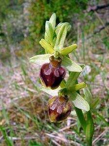 Ophrys aranifera (Orchidaceae)  - Ophrys araignée, Oiseau-coquet - Early Spider-orchid Lozere [France] 24/04/2003 - 460m