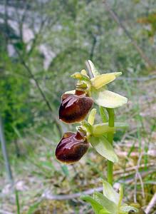 Ophrys aranifera (Orchidaceae)  - Ophrys araignée, Oiseau-coquet - Early Spider-orchid Lozere [France] 24/04/2003 - 460m