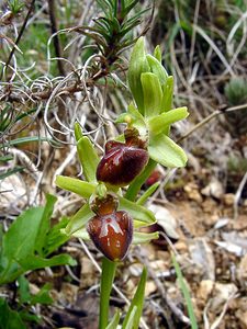 Ophrys aranifera (Orchidaceae)  - Ophrys araignée, Oiseau-coquet - Early Spider-orchid Lozere [France] 14/04/2003 - 460m