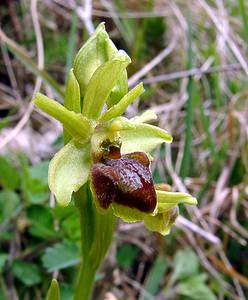 Ophrys aranifera (Orchidaceae)  - Ophrys araignée, Oiseau-coquet - Early Spider-orchid Lozere [France] 14/04/2003 - 460m