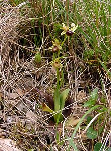 Ophrys aranifera (Orchidaceae)  - Ophrys araignée, Oiseau-coquet - Early Spider-orchid Lozere [France] 14/04/2003 - 460m