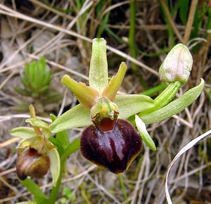 Ophrys aranifera (Orchidaceae)  - Ophrys araignée, Oiseau-coquet - Early Spider-orchid Lozere [France] 14/04/2003 - 460m