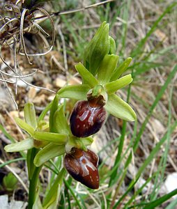 Ophrys aranifera (Orchidaceae)  - Ophrys araignée, Oiseau-coquet - Early Spider-orchid Lozere [France] 14/04/2003 - 460m