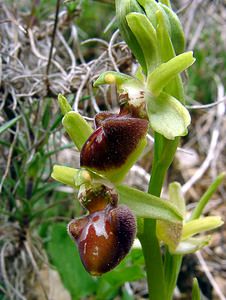 Ophrys aranifera (Orchidaceae)  - Ophrys araignée, Oiseau-coquet - Early Spider-orchid Lozere [France] 14/04/2003 - 460m