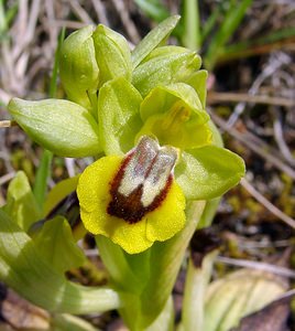 Ophrys lutea (Orchidaceae)  - Ophrys jaune Herault [France] 16/04/2003 - 200m