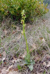 Ophrys passionis (Orchidaceae)  - Ophrys de la Passion Herault [France] 17/04/2003 - 630m