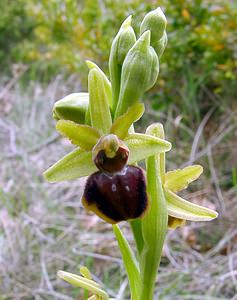 Ophrys passionis (Orchidaceae)  - Ophrys de la Passion Herault [France] 17/04/2003 - 630m