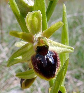 Ophrys passionis (Orchidaceae)  - Ophrys de la Passion Gard [France] 22/04/2003 - 720m