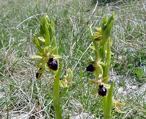 Ophrys passionis (Orchidaceae)  - Ophrys de la Passion Gard [France] 22/04/2003 - 720m