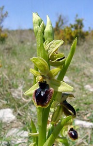 Ophrys passionis (Orchidaceae)  - Ophrys de la Passion Gard [France] 22/04/2003 - 720m