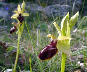 Ophrys passionis (Orchidaceae)  - Ophrys de la Passion Herault [France] 22/04/2003 - 740m