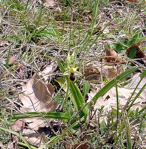 Ophrys virescens (Orchidaceae)  - Ophrys verdissant Gard [France] 16/04/2003 - 440m