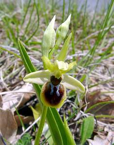Ophrys virescens (Orchidaceae)  - Ophrys verdissant Gard [France] 16/04/2003 - 440m