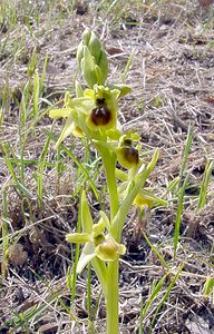 Ophrys virescens (Orchidaceae)  - Ophrys verdissant Gard [France] 16/04/2003 - 470m