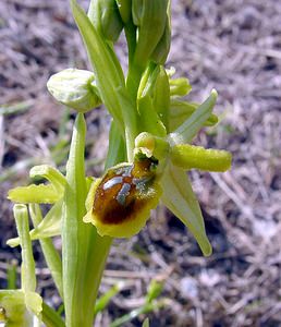 Ophrys virescens (Orchidaceae)  - Ophrys verdissant Gard [France] 16/04/2003 - 470m