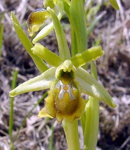 Ophrys virescens (Orchidaceae)  - Ophrys verdissant Gard [France] 16/04/2003 - 470m