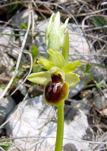 Ophrys virescens (Orchidaceae)  - Ophrys verdissant Herault [France] 16/04/2003 - 200m