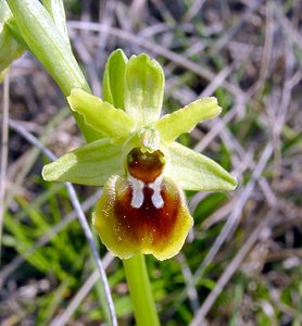 Ophrys virescens (Orchidaceae)  - Ophrys verdissant Herault [France] 16/04/2003 - 200m