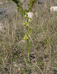 Ophrys virescens (Orchidaceae)  - Ophrys verdissant Herault [France] 16/04/2003 - 200m