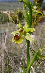 Ophrys virescens (Orchidaceae)  - Ophrys verdissant Herault [France] 16/04/2003 - 200m