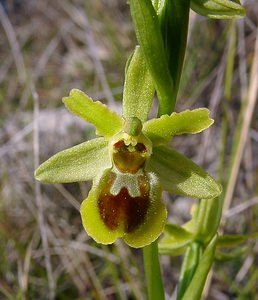 Ophrys virescens (Orchidaceae)  - Ophrys verdissant Herault [France] 16/04/2003 - 200m