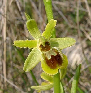 Ophrys virescens (Orchidaceae)  - Ophrys verdissant Herault [France] 16/04/2003 - 200m