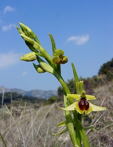 Ophrys virescens (Orchidaceae)  - Ophrys verdissant Herault [France] 16/04/2003 - 200m