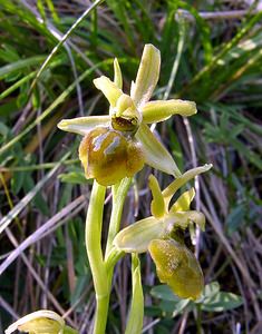 Ophrys virescens (Orchidaceae)  - Ophrys verdissant Gard [France] 16/04/2003 - 290m