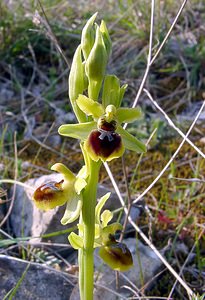 Ophrys virescens (Orchidaceae)  - Ophrys verdissant Gard [France] 16/04/2003 - 290m