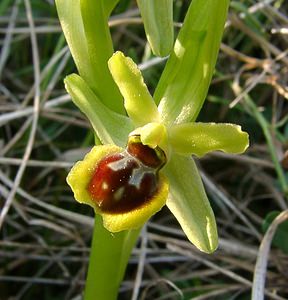 Ophrys virescens (Orchidaceae)  - Ophrys verdissant Gard [France] 16/04/2003 - 290m