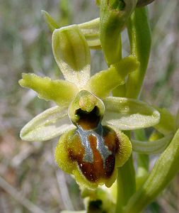 Ophrys virescens (Orchidaceae)  - Ophrys verdissant Herault [France] 17/04/2003 - 630m