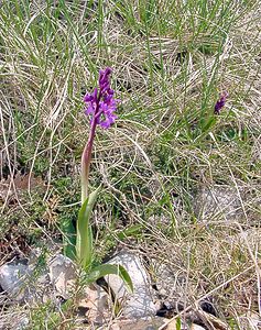 Orchis mascula (Orchidaceae)  - Orchis mâle - Early-purple Orchid Herault [France] 17/04/2003 - 630m