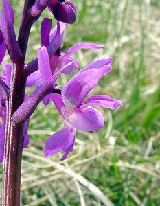 Orchis mascula (Orchidaceae)  - Orchis mâle - Early-purple Orchid Herault [France] 17/04/2003 - 630m