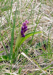 Orchis mascula (Orchidaceae)  - Orchis mâle - Early-purple Orchid Herault [France] 17/04/2003 - 630m