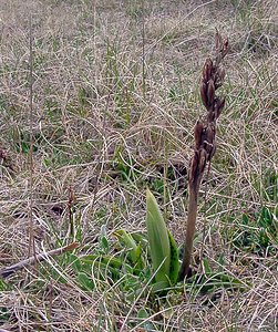 Orchis mascula (Orchidaceae)  - Orchis mâle - Early-purple Orchid Aveyron [France] 19/04/2003 - 790m