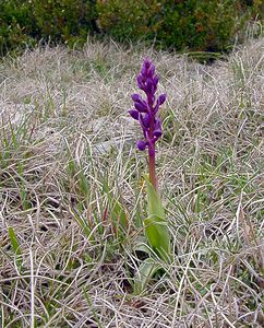 Orchis mascula (Orchidaceae)  - Orchis mâle - Early-purple Orchid Aveyron [France] 19/04/2003 - 790m