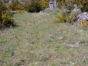 Orchis mascula (Orchidaceae)  - Orchis mâle - Early-purple Orchid Herault [France] 22/04/2003 - 740m