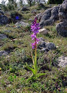 Orchis mascula (Orchidaceae)  - Orchis mâle - Early-purple Orchid Herault [France] 22/04/2003 - 740m