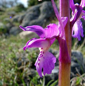 Orchis mascula (Orchidaceae)  - Orchis mâle - Early-purple Orchid Herault [France] 22/04/2003 - 740m