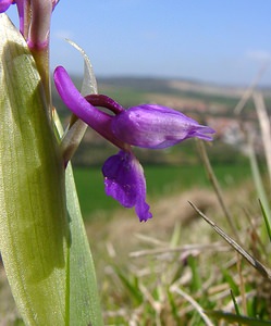 Orchis mascula (Orchidaceae)  - Orchis mâle - Early-purple Orchid Pas-de-Calais [France] 05/04/2003 - 90m