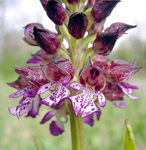 Orchis purpurea Orchis pourpre, Grivollée Lady Orchid
