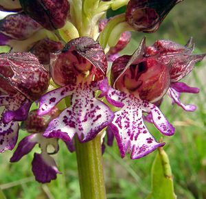 Orchis purpurea (Orchidaceae)  - Orchis pourpre, Grivollée, Orchis casque, Orchis brun - Lady Orchid Herault [France] 17/04/2003 - 280m