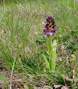 Orchis purpurea (Orchidaceae)  - Orchis pourpre, Grivollée, Orchis casque, Orchis brun - Lady Orchid Herault [France] 17/04/2003 - 280m